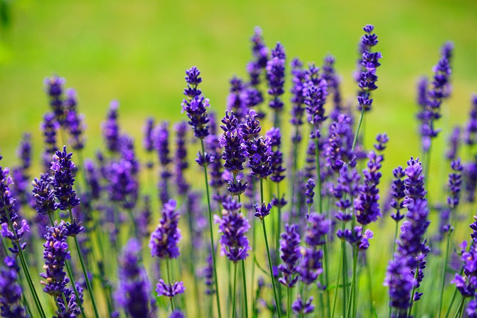 Loving Lavender: Understanding Its All-Natural Healing Properties